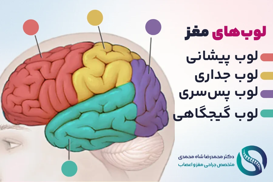 لوبهای مغز، علائم تومور مغزی بر اساس محل قرارگیری - دکتر محمدرضا شاه محمدی